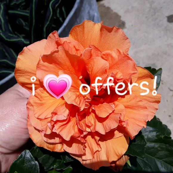 Excepting offers - Picture 1 of 1